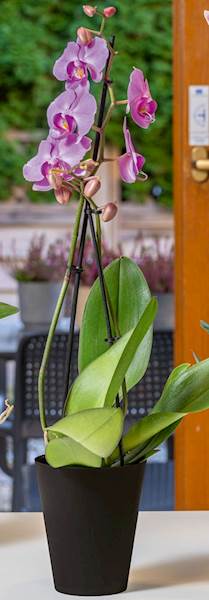 Osłonka do storczyków Vanda 13 Czarny mat