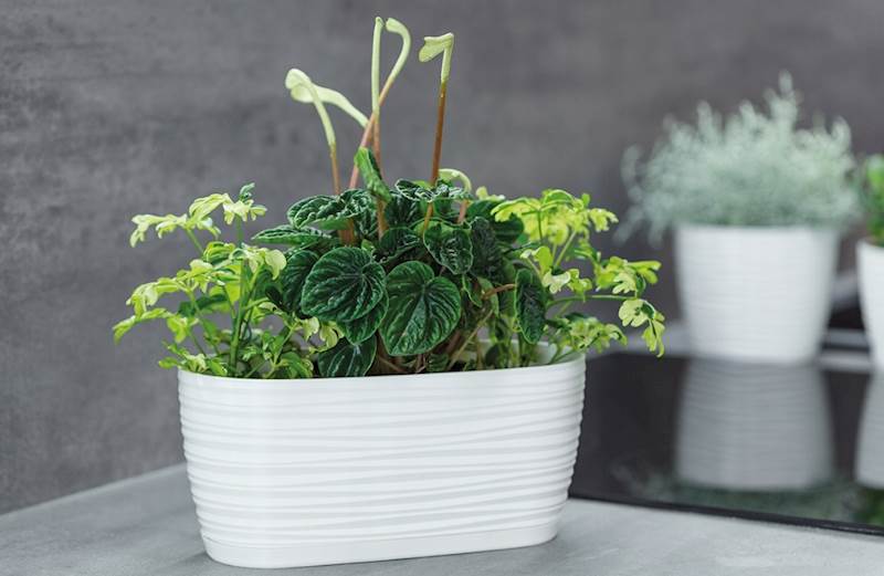 Skrzynka Sahara petit 31 z podstawką antracyt