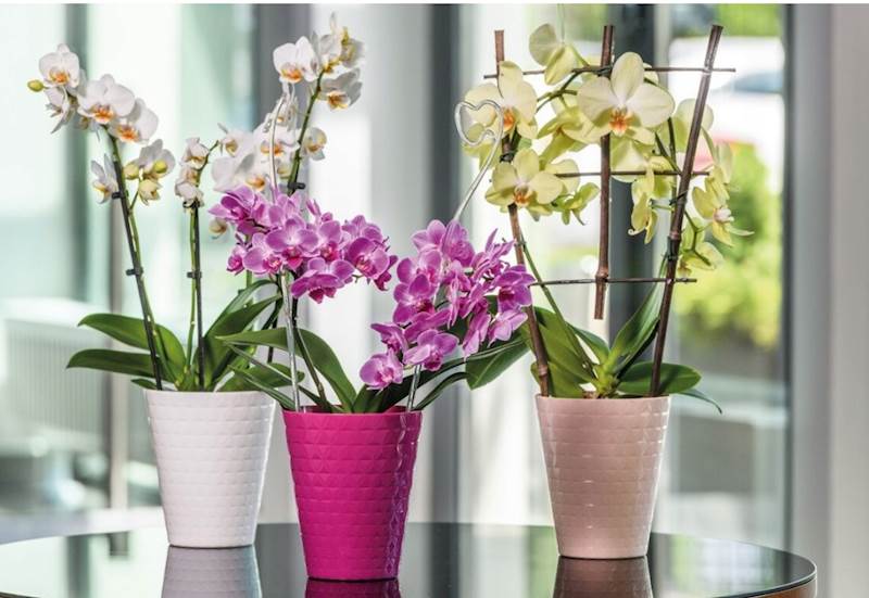 Osłonka do storczyków Diament petit 13 czarny