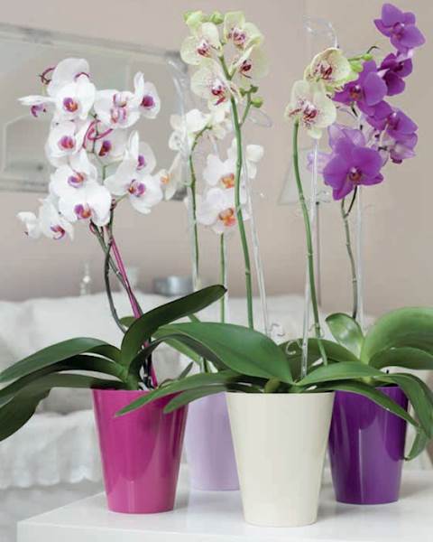 Osłonka do storczyka Vulcano transparentny różowy