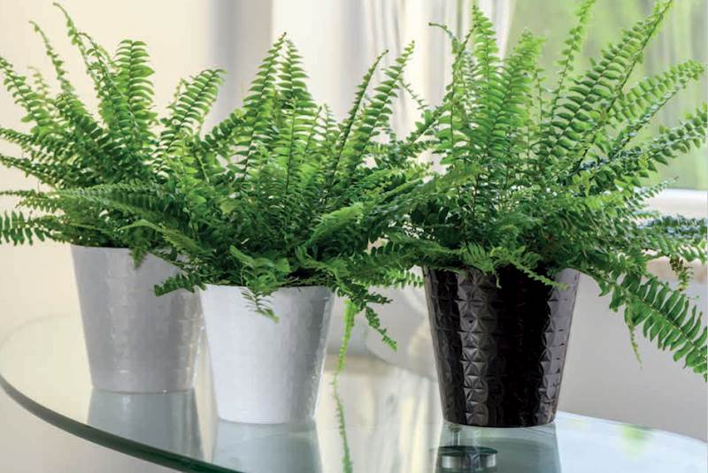 Diament petit 13 platyna