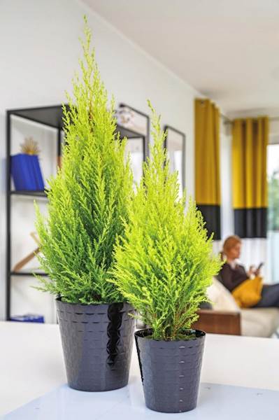 Diament petit 13 czerwony świąteczny