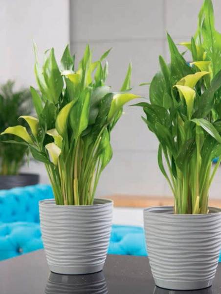 Sahara petit okrągła z podstawką 15 szaro-beżowy