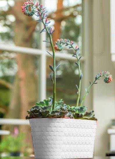 Skrzynka Diament Petit 27 platyna