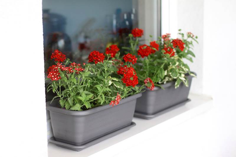 Skrzynka balkonowa Natura 600 mm - zielony ciemny