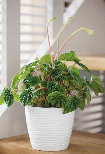 Sahara petit okrągła z podstawką 11 szaro-beżowy