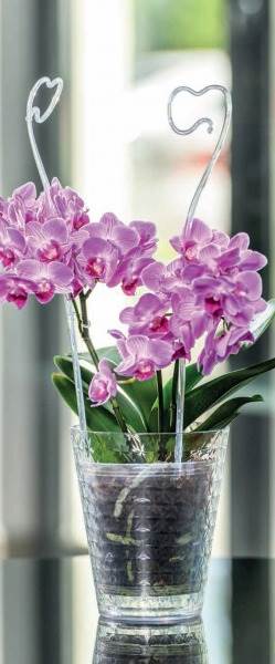 Osłonka do storczyków Diament petit 13 jagodowy