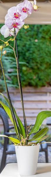 Osłonka do storczyków Vanda 13 Biały mat