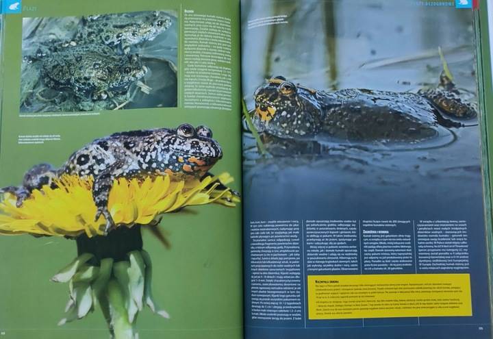 ILUSTROWANA ENCYKLOPEDIA PŁAZÓW I GADÓW POLSKI