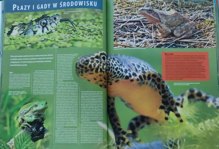 ILUSTROWANA ENCYKLOPEDIA PŁAZÓW I GADÓW POLSKI