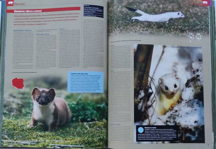ILUSTROWANA ENCYKLOPEDIA SSAKÓW POLSKI