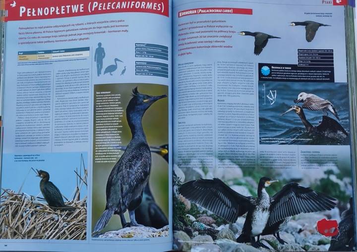 ILUSTROWANA ENCYKLOPEDIA ZWIERZĄT POLSKI