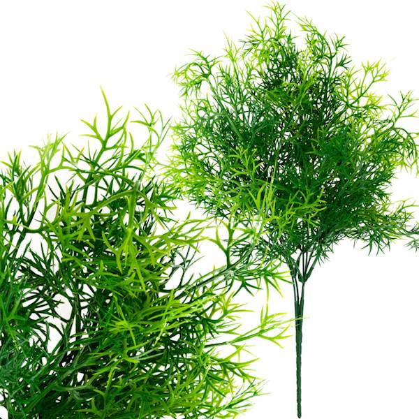 Buk.asparagus TG-CV31545  5,60