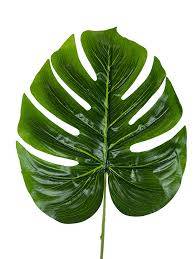 Monstera 12szt TG-RX058  58,60