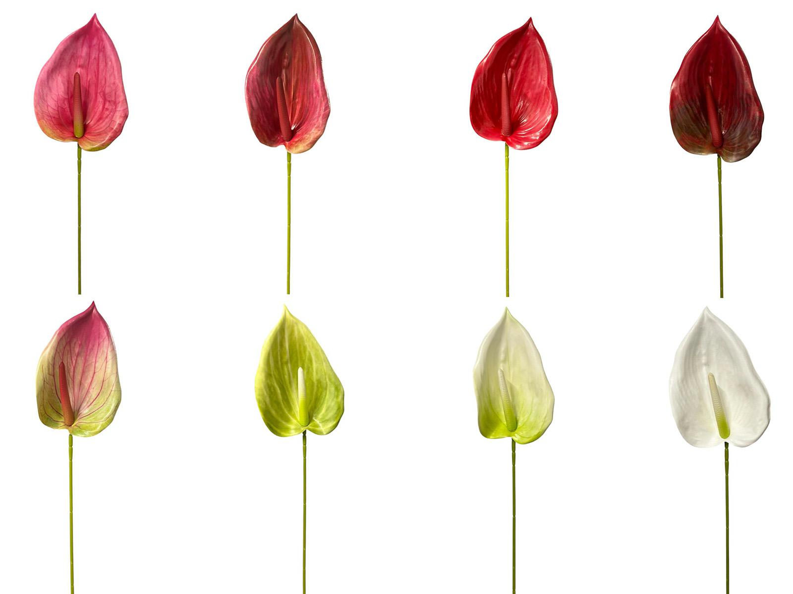 Anturium KDG-W76  7,40