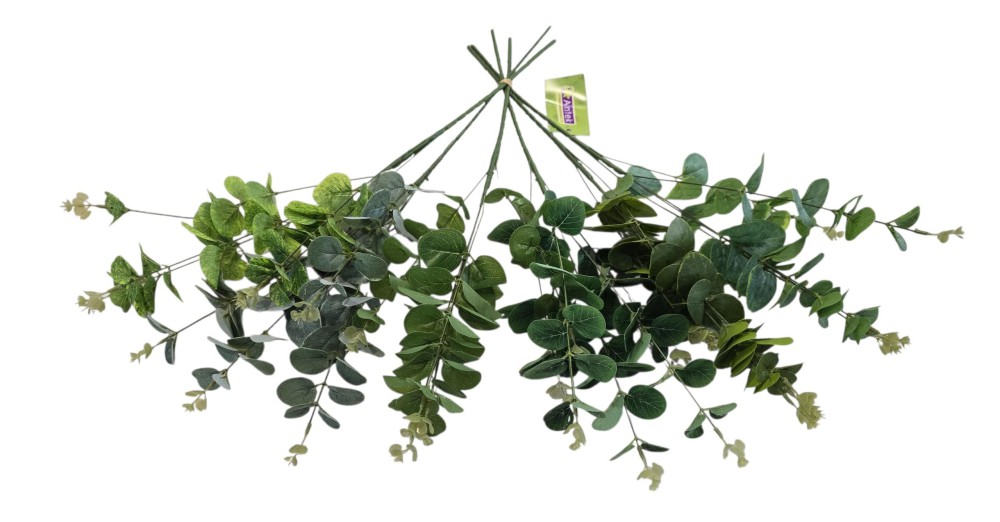 Eukaliptus AN-T3252715   3,50