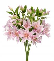 Kw.klematis TGr-500  3,50