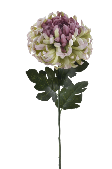 Chryzantema ART 118  15,-