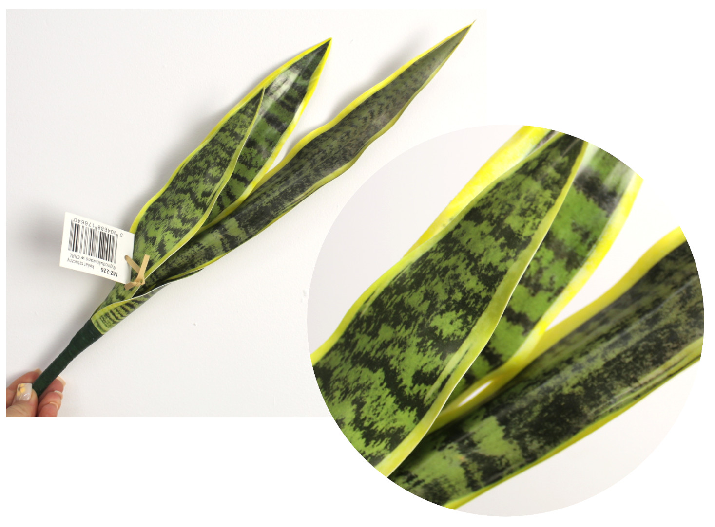 Liście sensevieria 7&7-MZ226  4,20