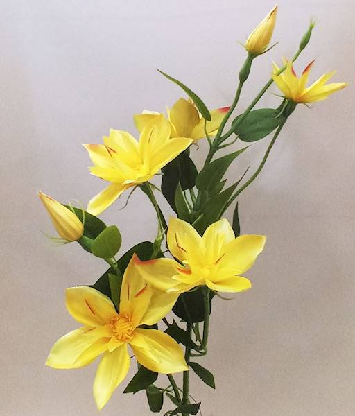 Klematis SUN 508-676    17,60