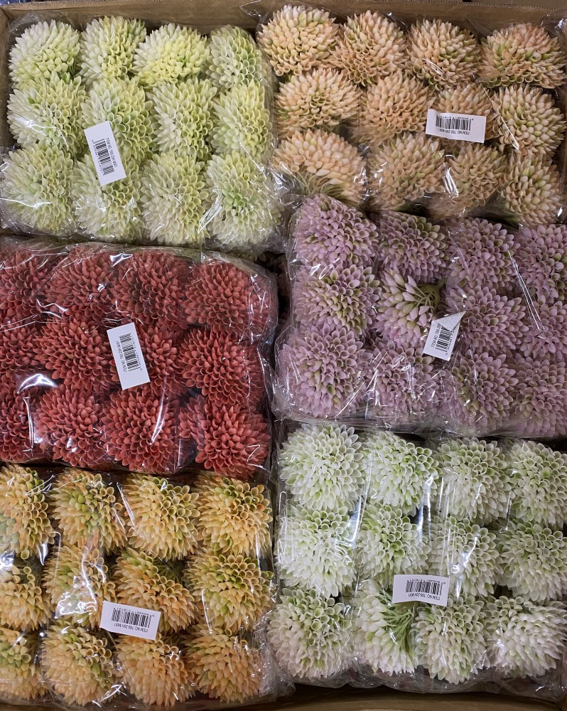 Czosnek wyr.12szt AN-T60-20H  17,30