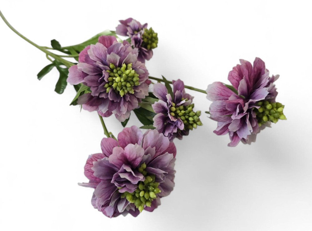 Cynia AN-T58253754   8,10