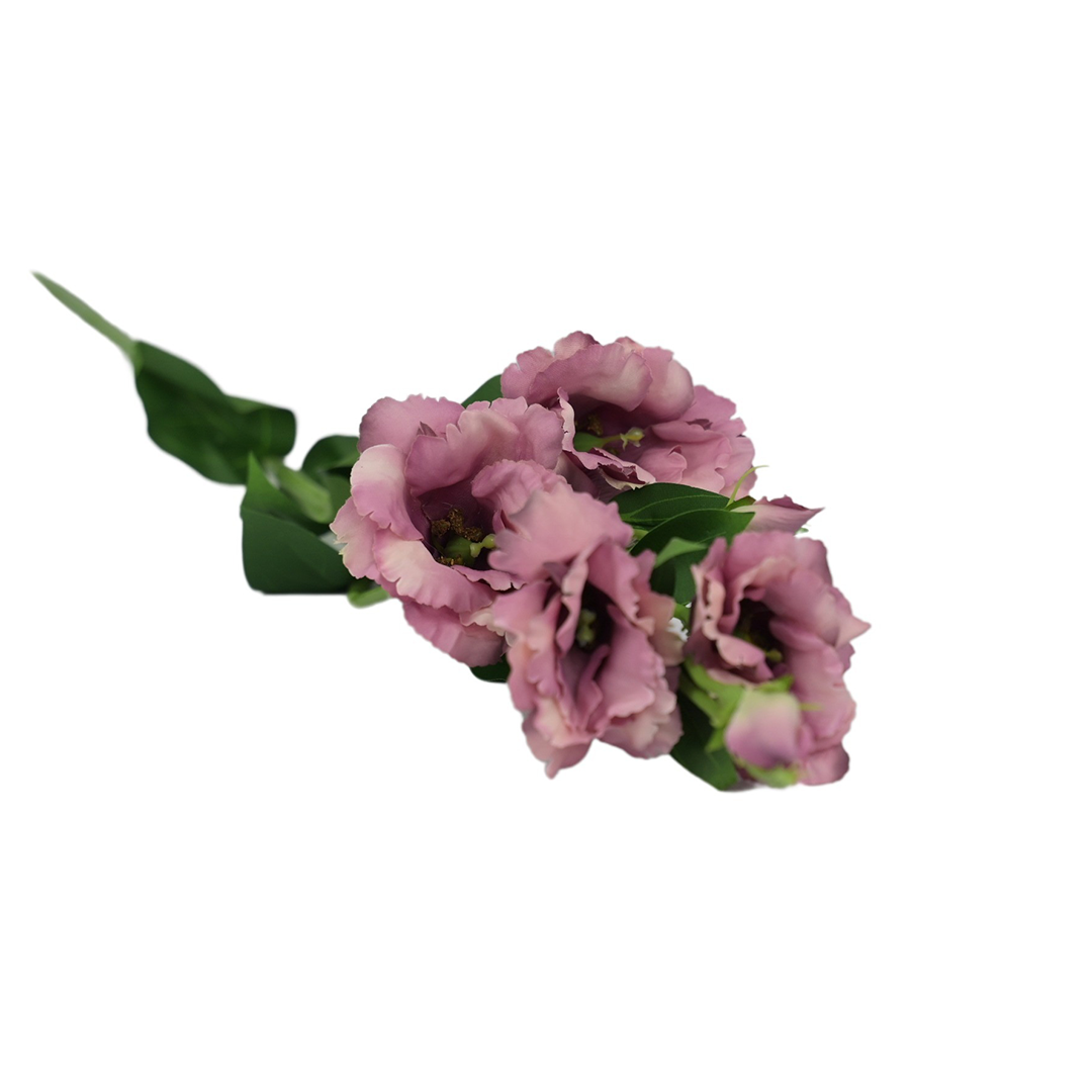 Eustoma DP-DL031704   5,40