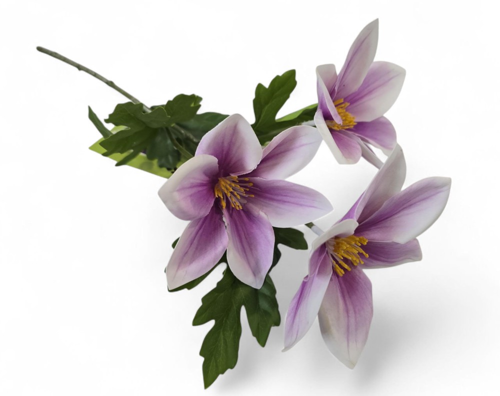 Magnolia AN-T202253671  4,90