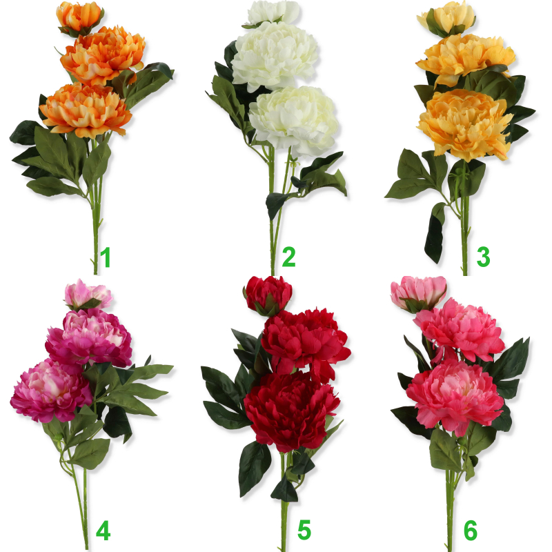 Piwonia gał.AN-T60253301  7,50