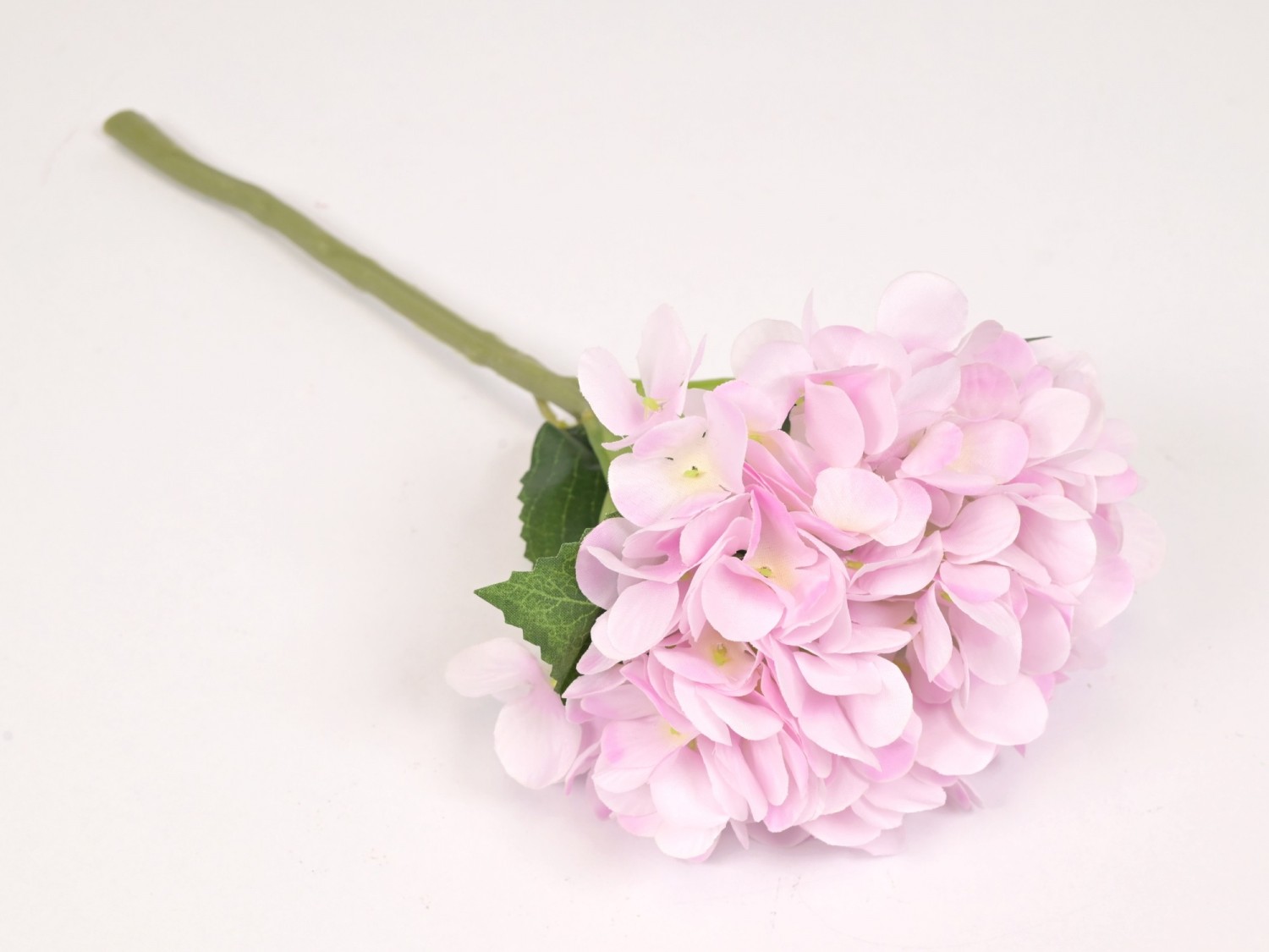 Hortensia GS-75  4,20