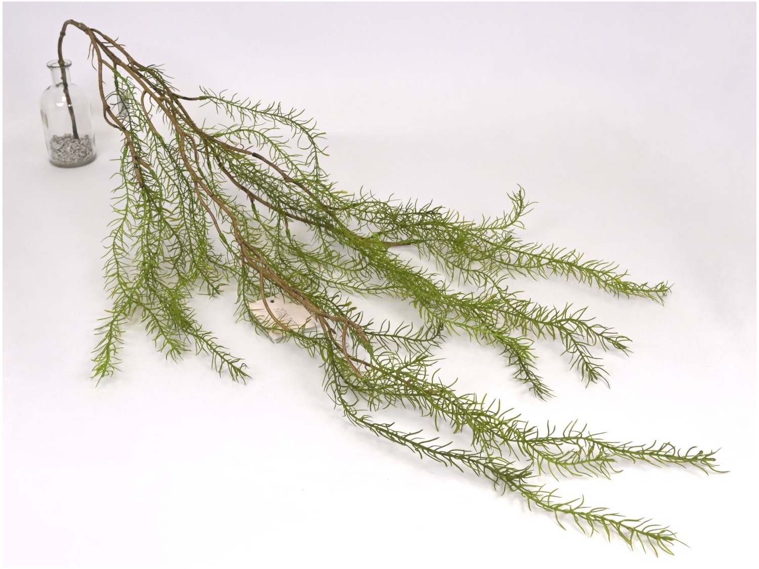 Asparagus zwis GS-9703  15,20