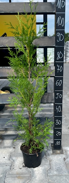 THUJA BRABANT C2 40-50 (TUJA)