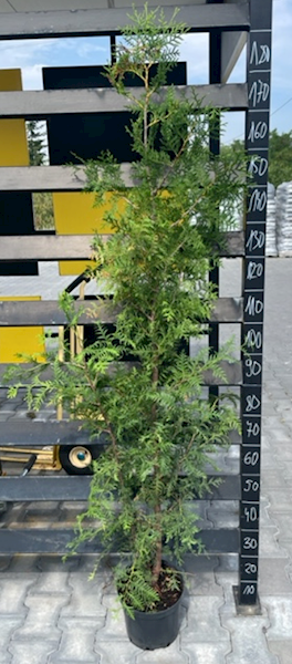 THUJA BRABANT C5 120-140 (TUJA)