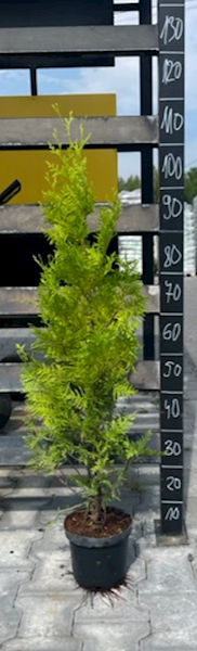 THUJA SALLAND C-2 80-100 (TUJA)