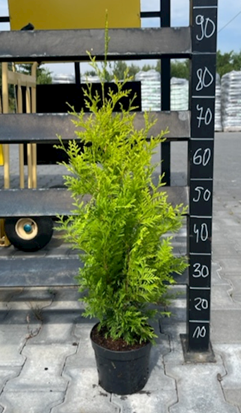 THUJA OCC. SALLAND c2 50-60