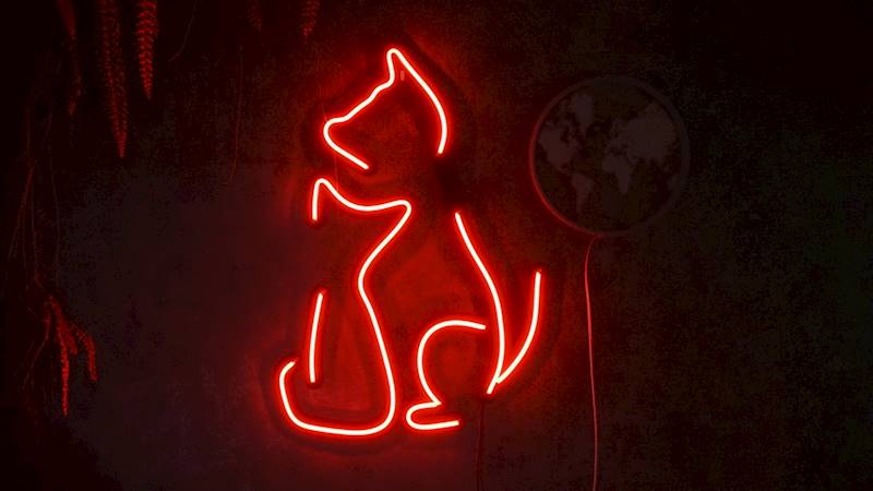 neon Kot i Pies 45x63 