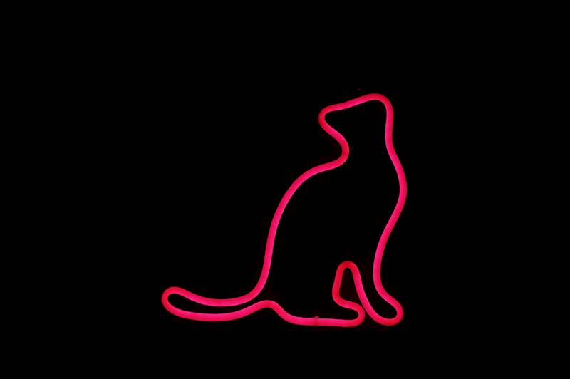 neon Kot w zadumie, szkieletowy, 20x20 cm