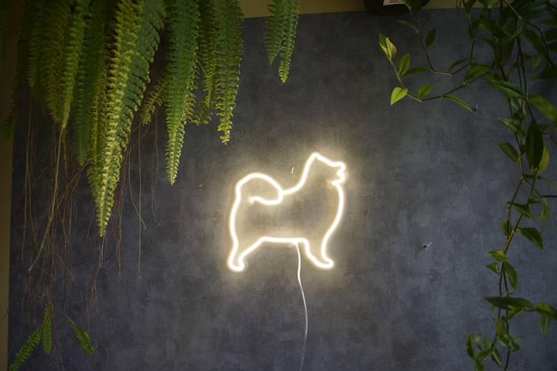 neon Samoyed 31x29cm 