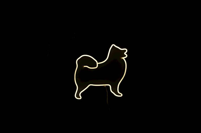 neon Samoyed 31x29cm 