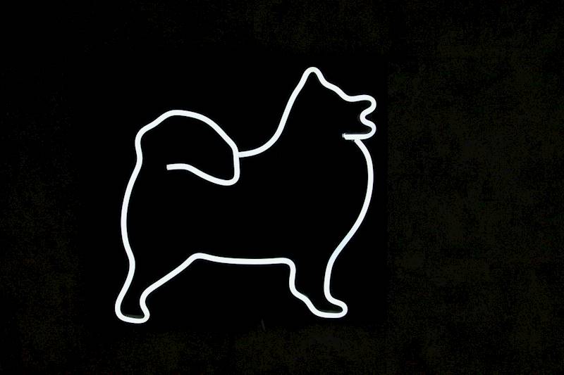 neon Samoyed, czarny, 30x28cm 