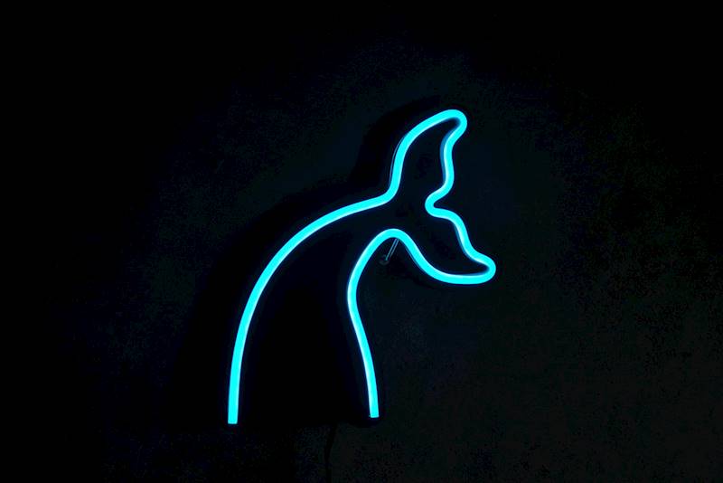 neon Ogon morski 20x22cm
