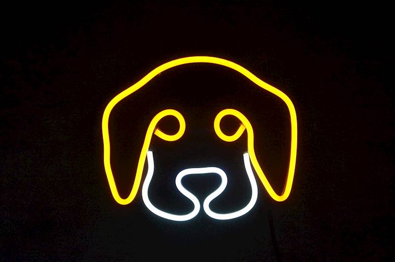 neon Piesek słodki 20x17cm