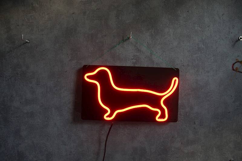 neon Jamnik z obróżką, czarny 30x17 cm 