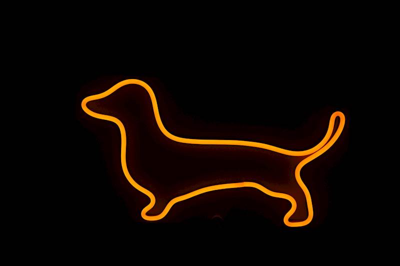 neon Jamnik z obróżką, czarny 30x17 cm 