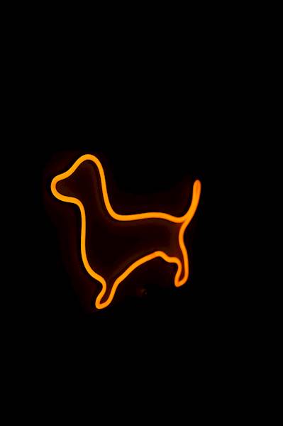 neon Jamnik z obróżką, czarny 30x17 cm 