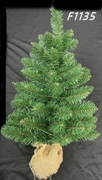 CHOINKA ZIELONA W DONICZCE