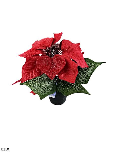 GWIAZDA BETLEJEMSKA W DONICZCE