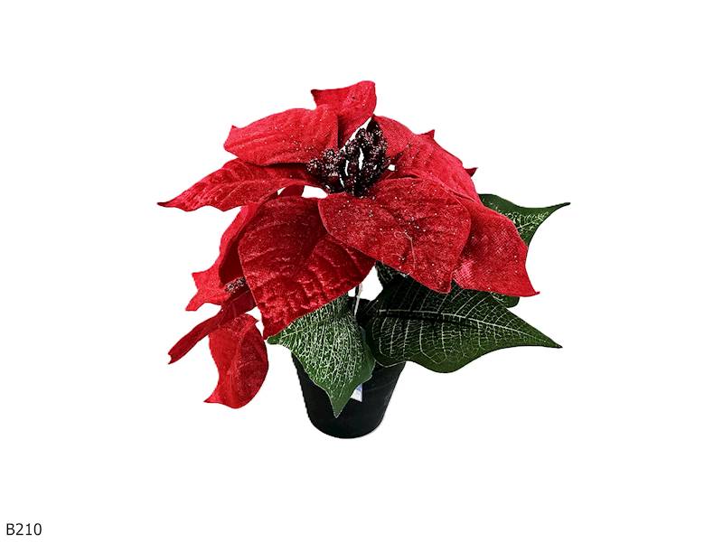 GWIAZDA BETLEJEMSKA W DONICZCE