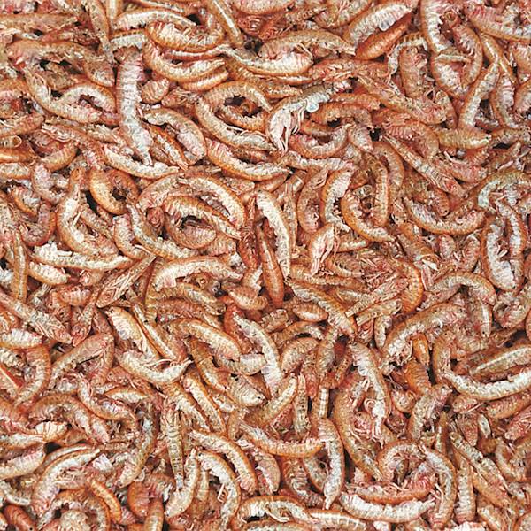 GAMMARUS TROPICAL 12G 