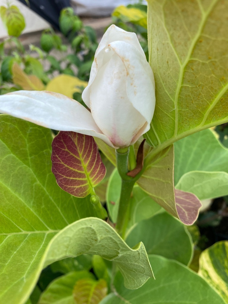 Magnolia-grandiflora-VARIEGATA-kremowa-UNIKAT-5L-Producent-inna.jpg